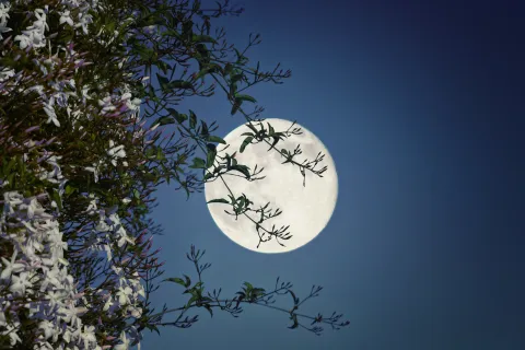 Luna de las Flores: cuál es su significado y cómo aprovechar su energía.