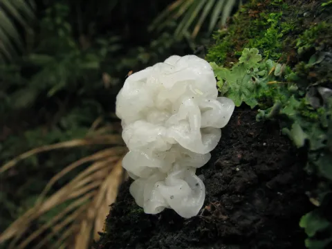 Tremella: el hongo hidratante que se convirtió en el nuevo aliado de la salud de la piel y del cerebro