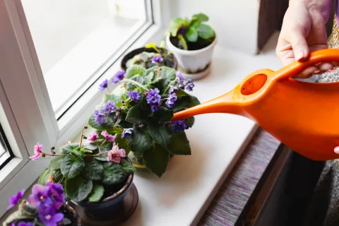 Foto de plantas.