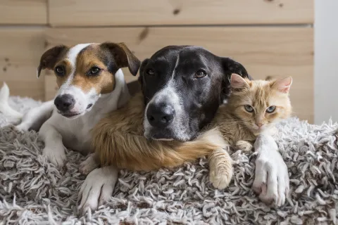 Foto de mascotas.