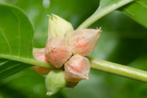 Ashwagandha-que-es-para-que-sirve-cuales-son-sus-beneficios-revista-ohlala.webp