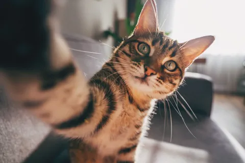 Según expertos, la premisa principal es que el baño no debe ser una rutina forzada ni idéntica para todos los animales