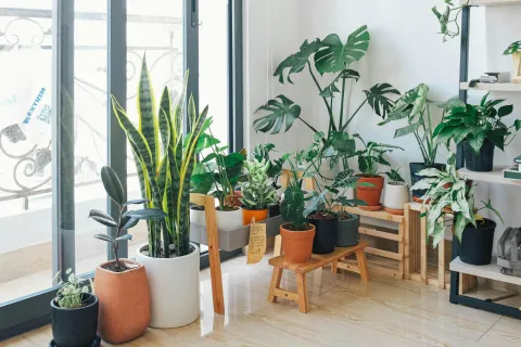 plantas-interior