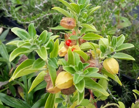 ashwagandha-(1).png