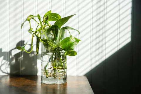 Foto de plantas que crecen en agua.