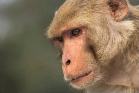 Qué es la viruela del mono, una infección que acaba de aparecer en Qué es la viruela del mono, que acaba de aparecer en Reino Unido y Portugal