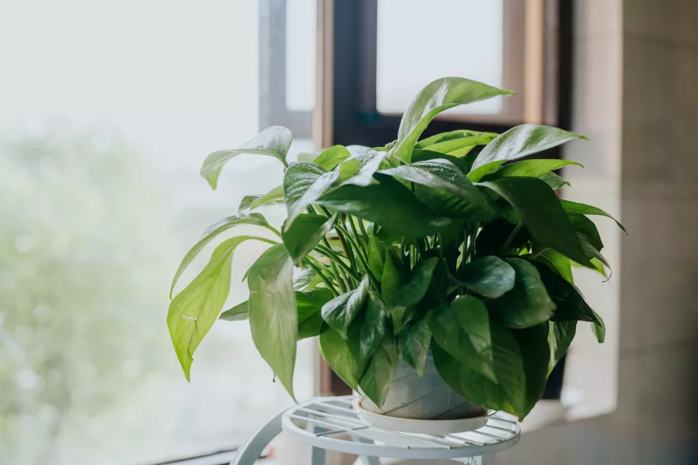5 plantas de interior que, según el feng shui, van a ayudar a la energía de tu casa.