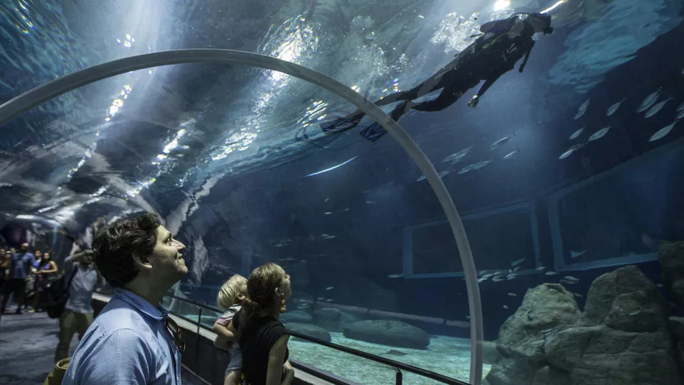 El tubo de 20 metros a través del enorme tanque oceánico, con tiburones y rayas, promete