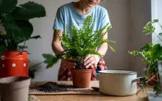 5 plantas que atraen la buena suerte